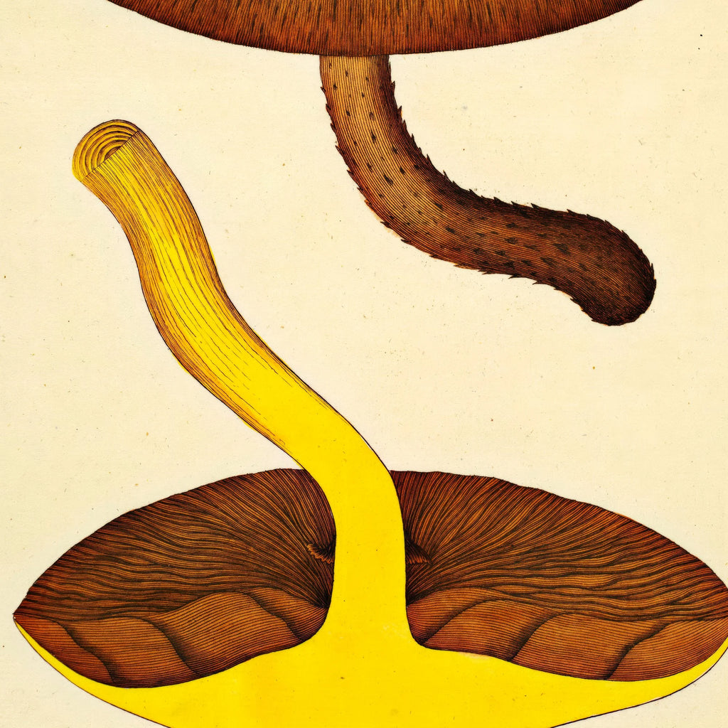 Agaricus aurivellus 1832 - Flora Danica – billede 4