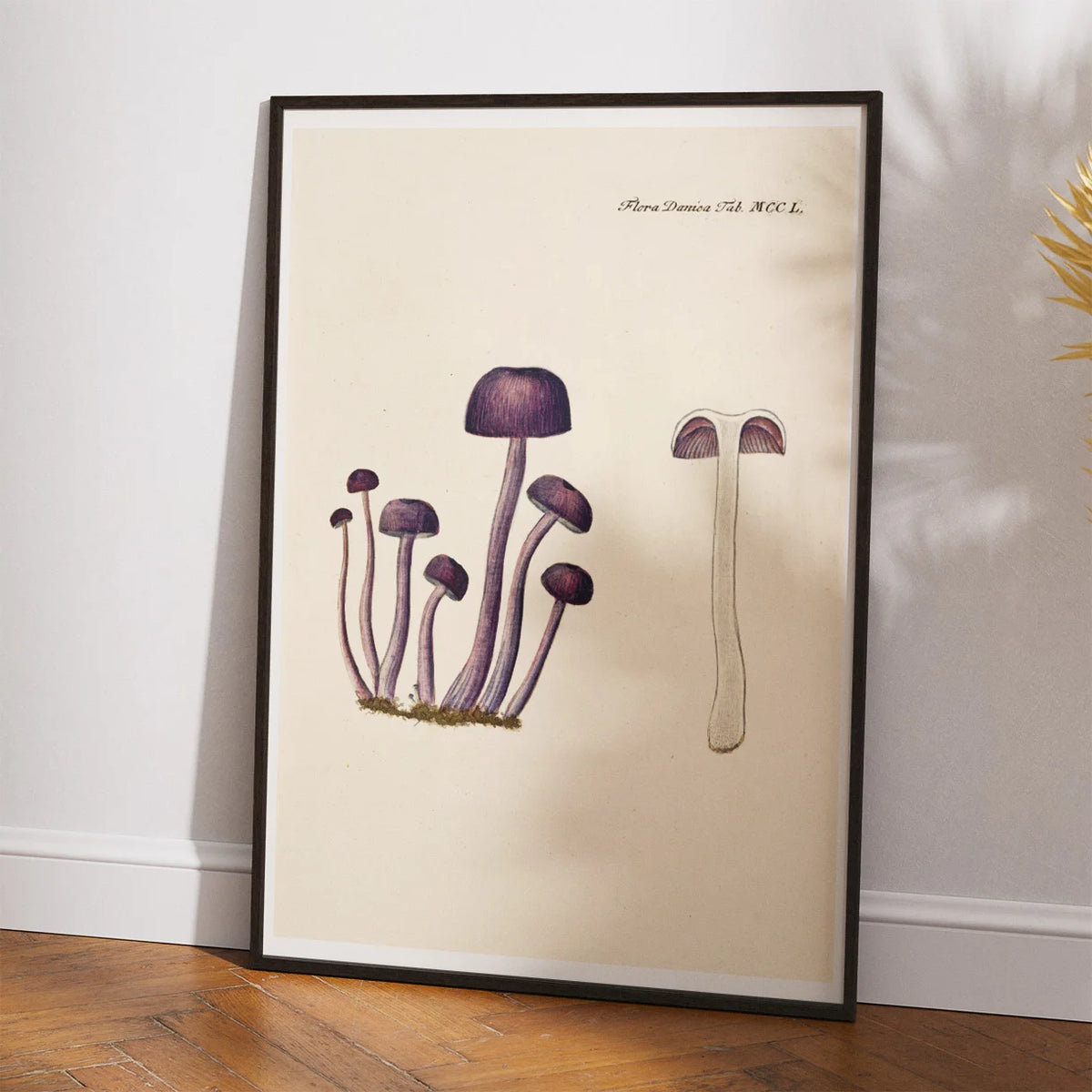 Agaricus amethystinus 1799 - Flora Danica – billede 2
