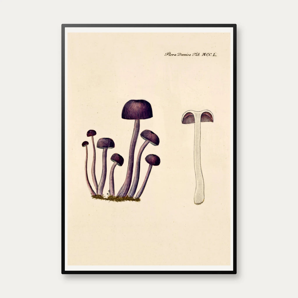 Agaricus amethystinus 1799 - Flora Danica – billede 1