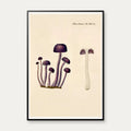 Agaricus amethystinus 1799 - Flora Danica – billede 1