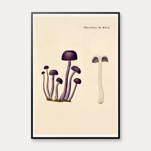 Agaricus amethystinus 1799 - Flora Danica – billede 1