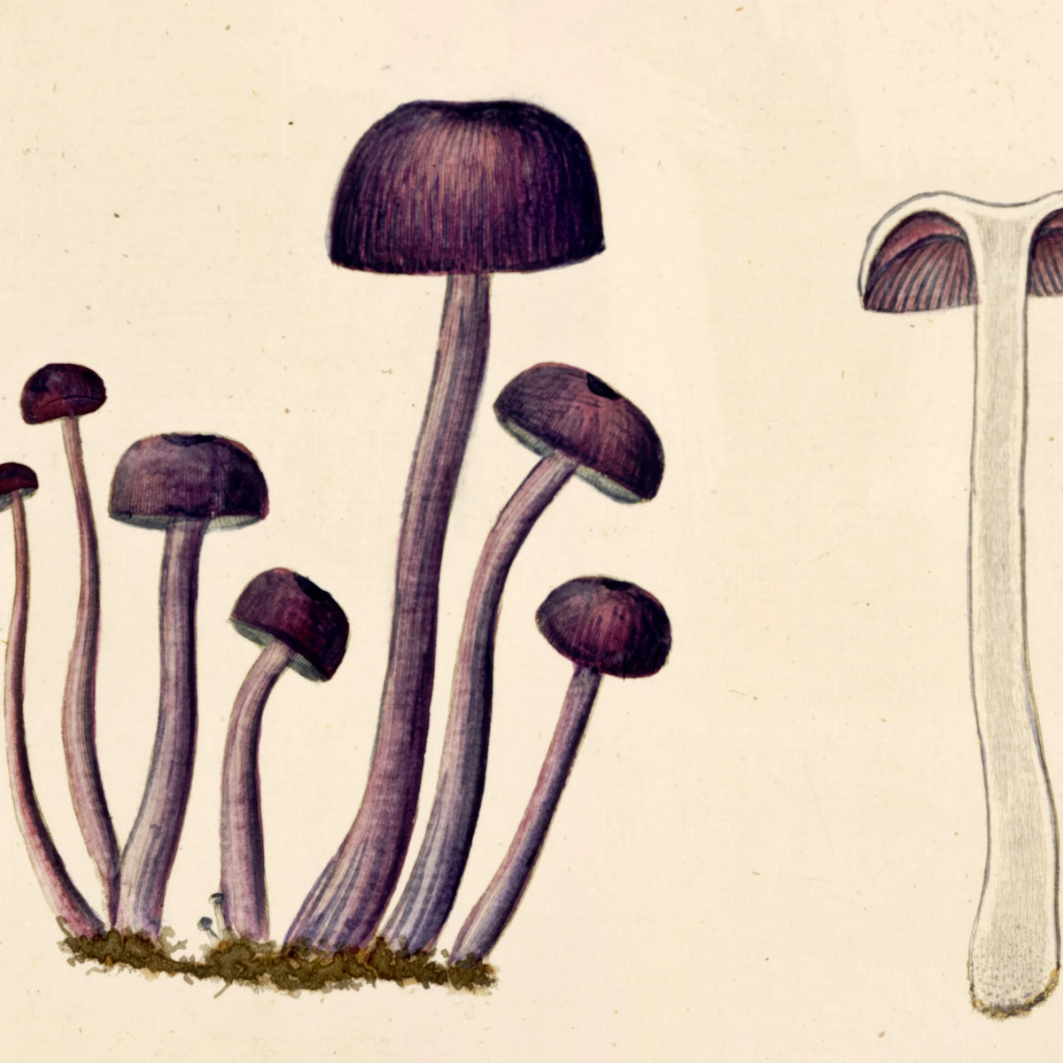 Agaricus amethystinus 1799 - Flora Danica – billede 4