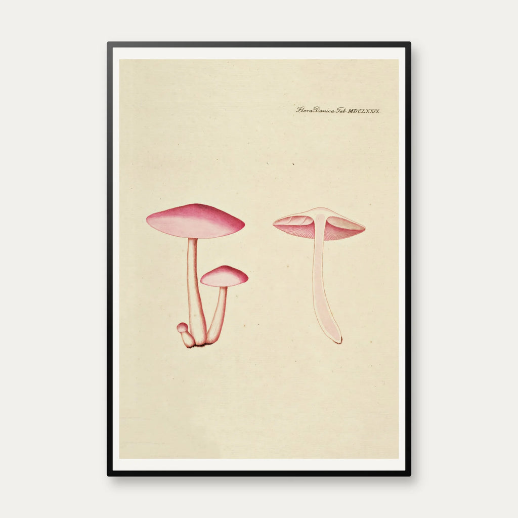 Agaricus roseo-albus 1819 - Flora Danica – billede 1