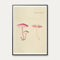 Agaricus roseo-albus 1819 - Flora Danica – billede 1