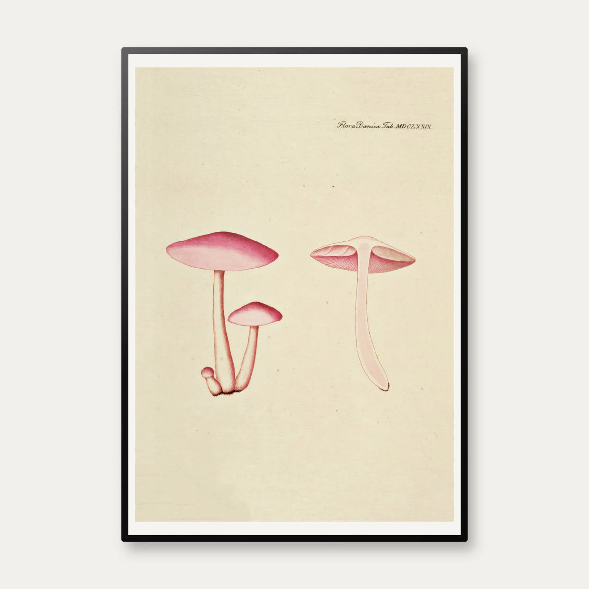 Agaricus roseo-albus 1819 - Flora Danica – billede 1