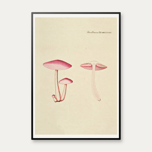 Agaricus roseo-albus 1819 - Flora Danica – billede 1