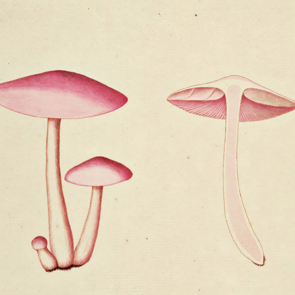 Agaricus roseo-albus 1819 - Flora Danica – billede 4