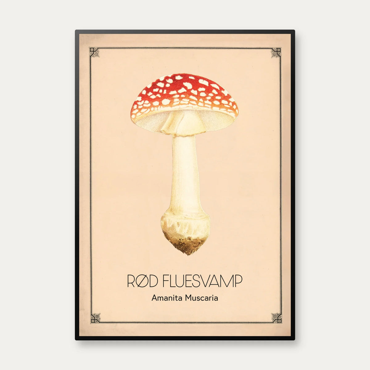 Rød fluesvamp - Anskuelsestavle – billede 1