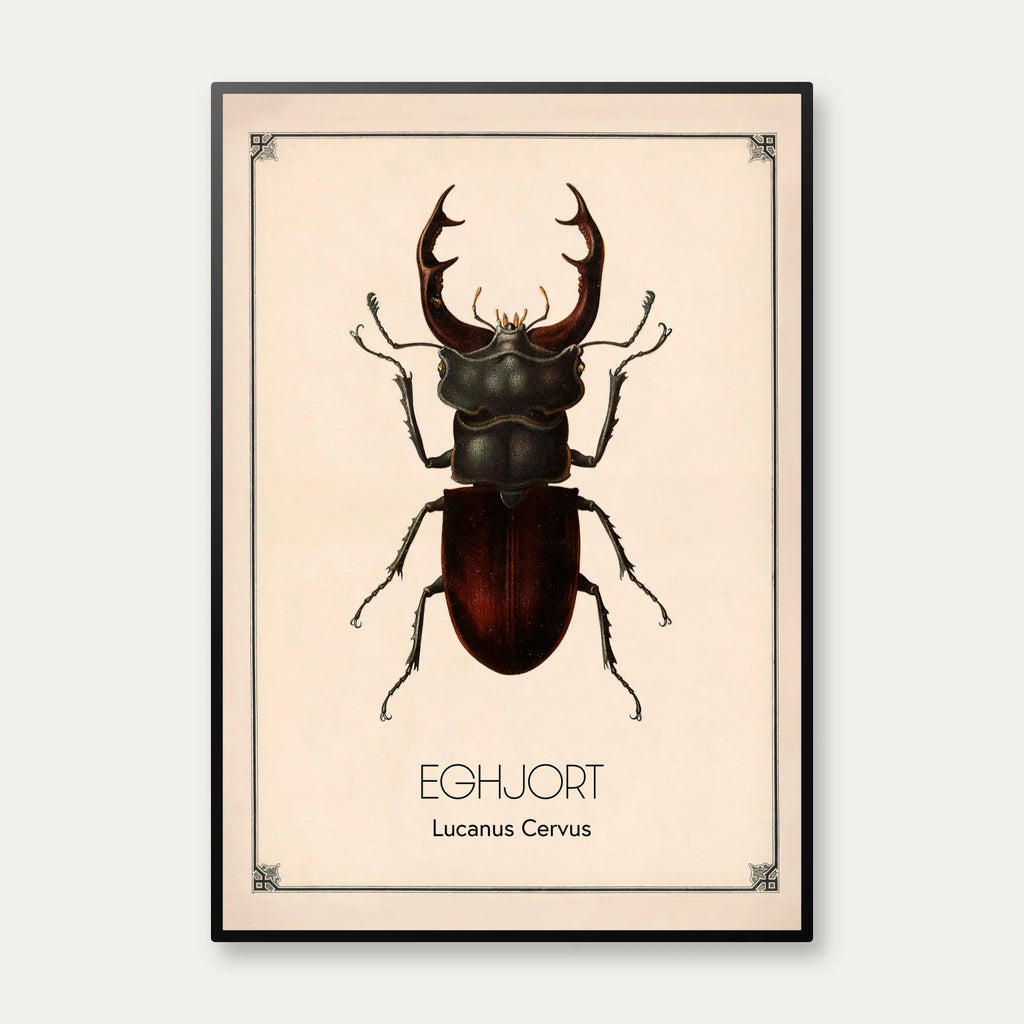 Eghjort - Anskuelsestavle – billede 1