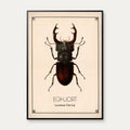 Eghjort - Anskuelsestavle – billede 1