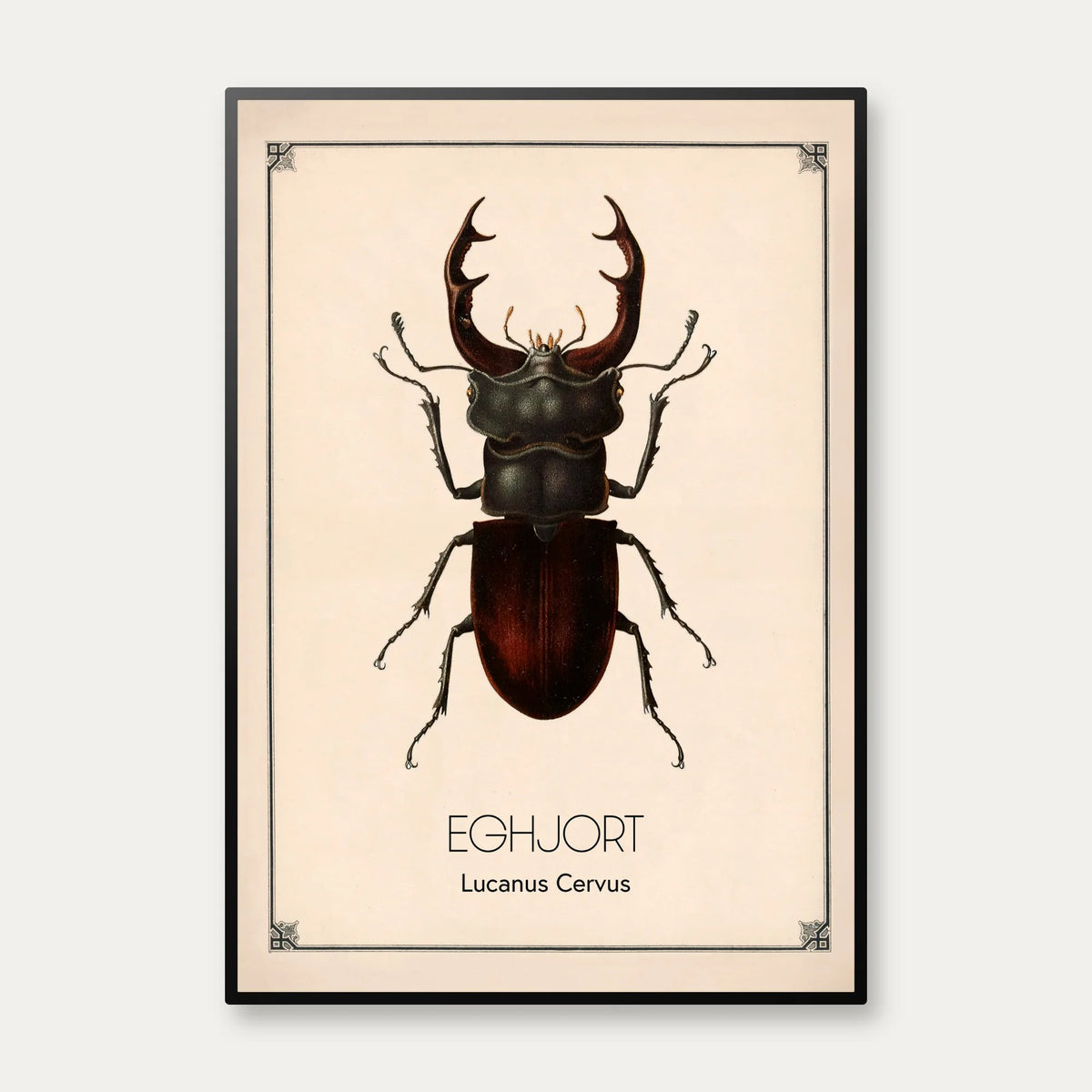 Eghjort - Anskuelsestavle – billede 1