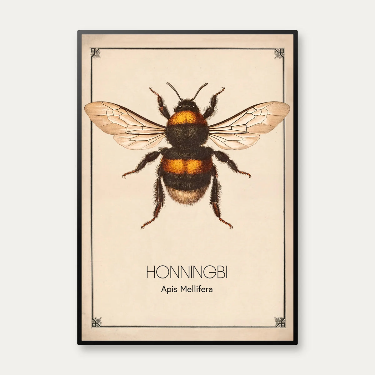Honningbi - Anskuelsestavle – billede 1
