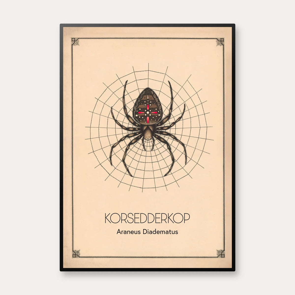 Korsedderkop - Anskuelsestavle – billede 1
