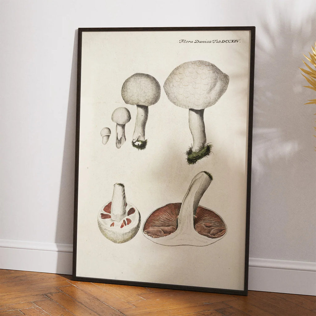 Mark-champignon 1777 - Flora Danica – billede 2