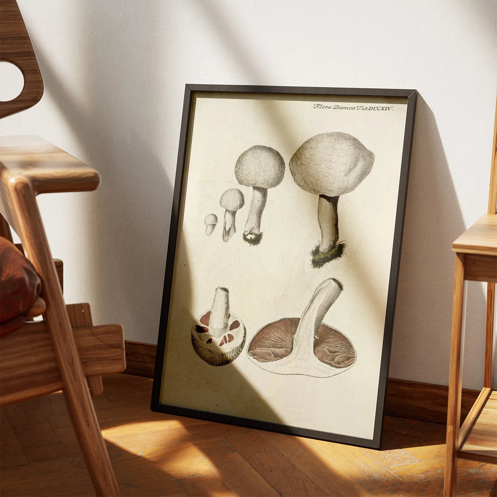 Mark-champignon 1777 - Flora Danica – billede 3