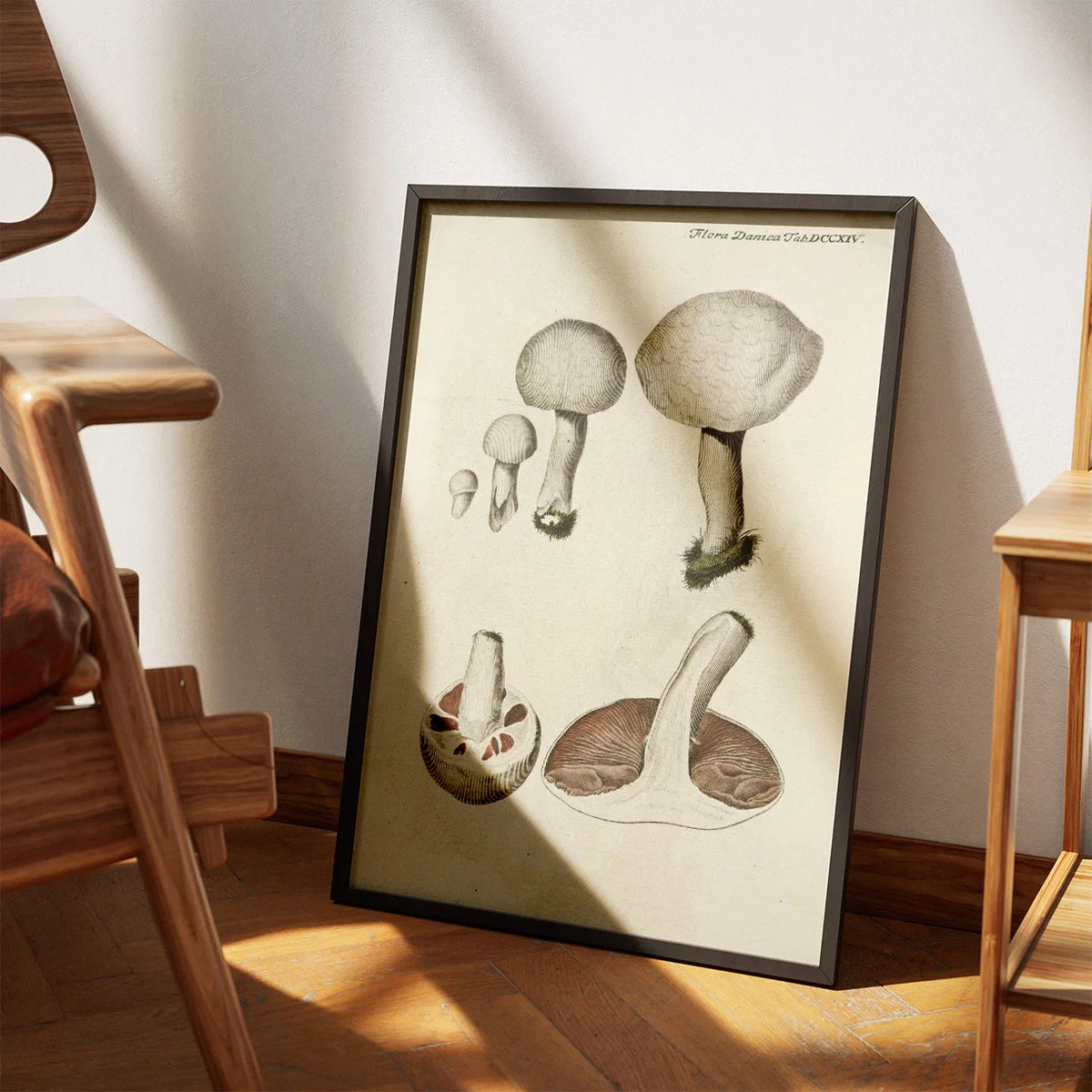 Mark-champignon 1777 - Flora Danica – billede 3