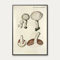 Mark-champignon 1777 - Flora Danica – billede 1