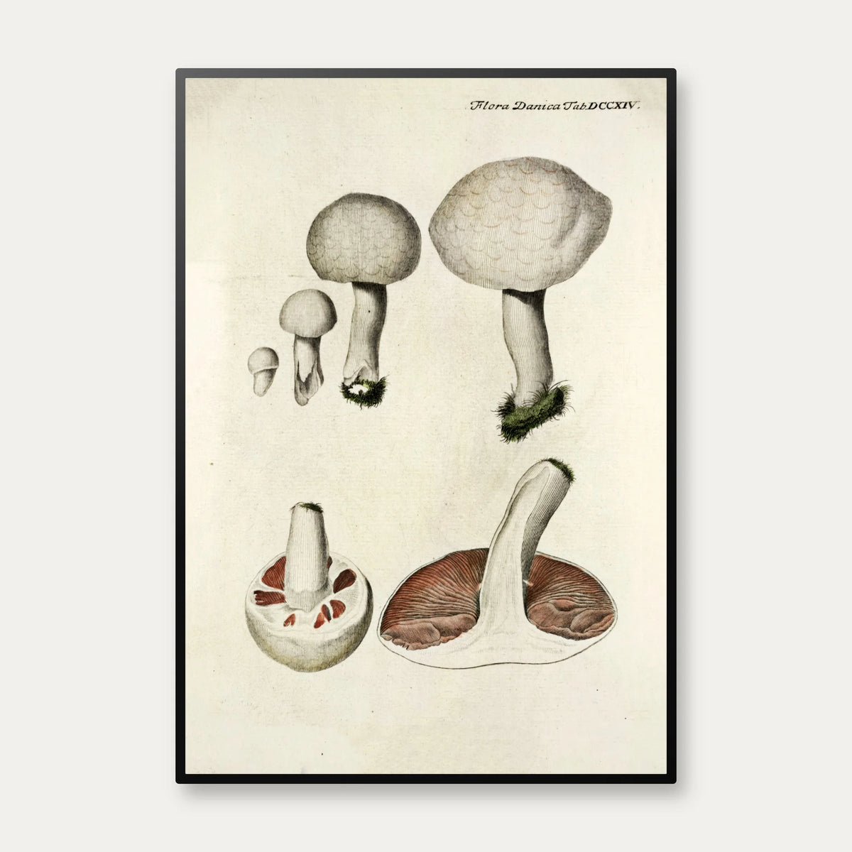 Mark-champignon 1777 - Flora Danica – billede 1