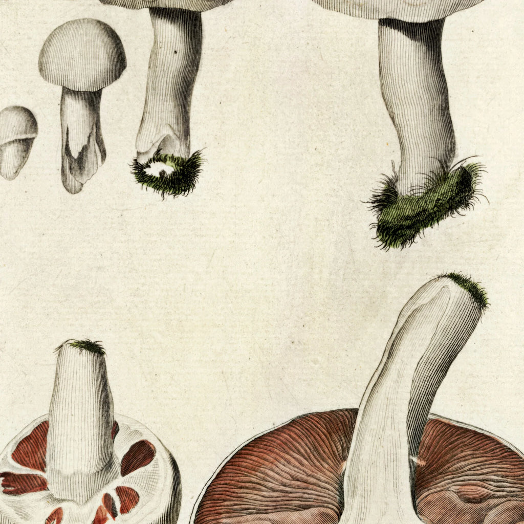 Mark-champignon 1777 - Flora Danica – billede 4
