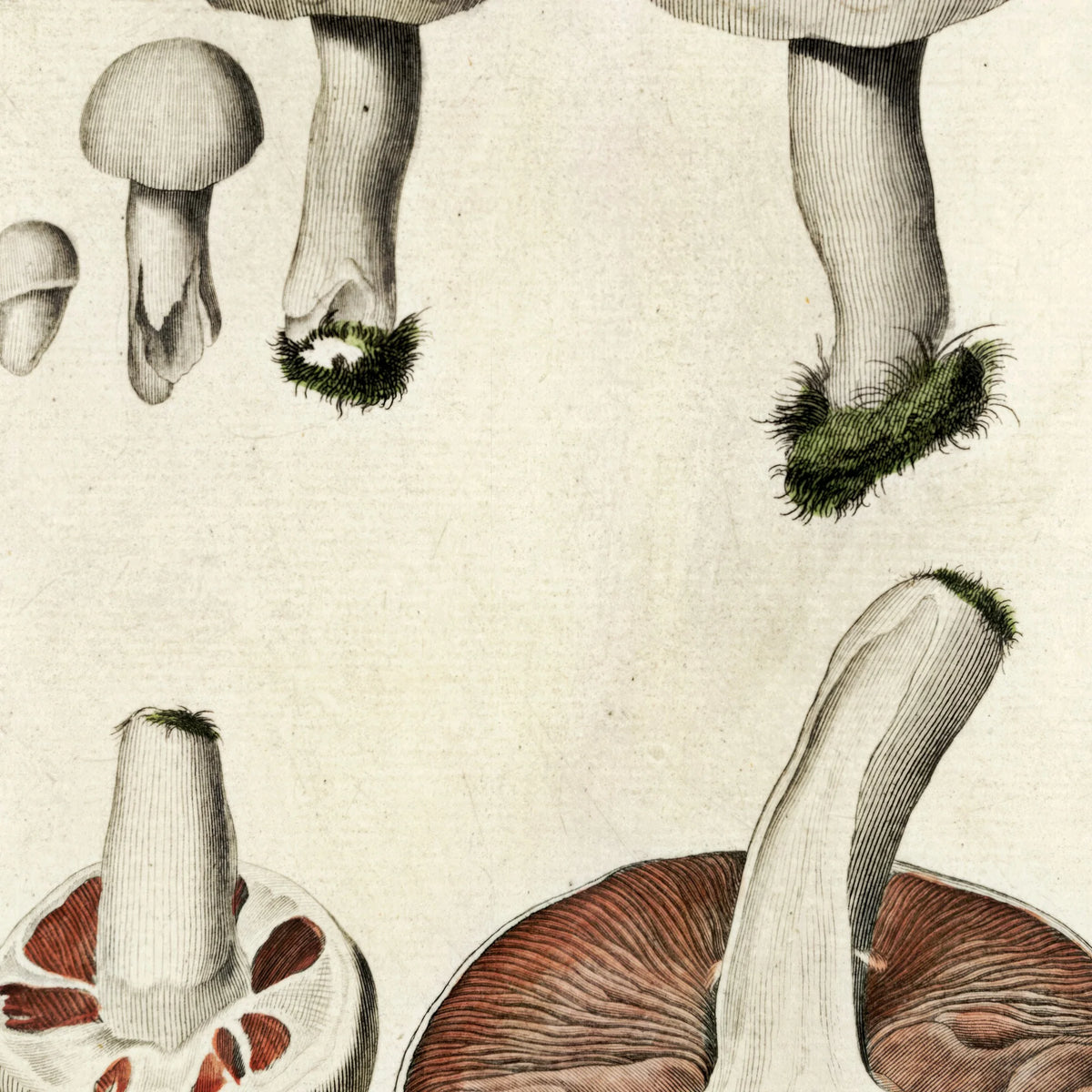 Mark-champignon 1777 - Flora Danica – billede 4