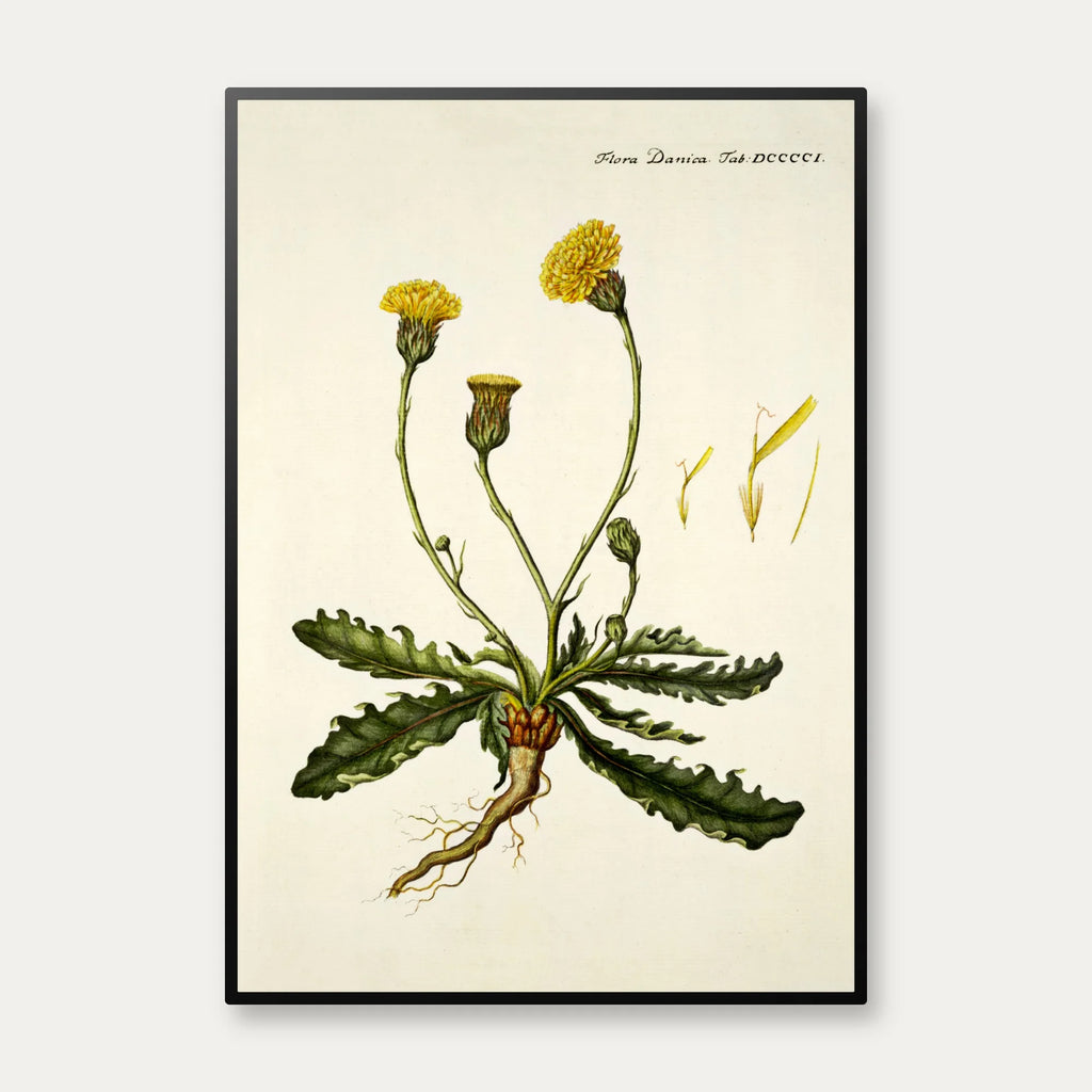 Kongepen Plettet 1787 - Flora Danica – billede 1
