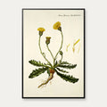 Kongepen Plettet 1787 - Flora Danica – billede 1