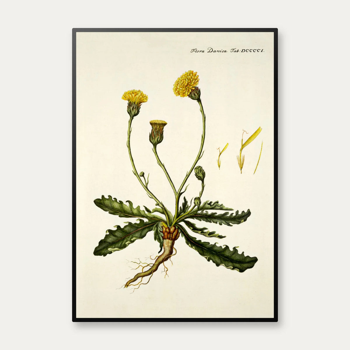 Kongepen Plettet 1787 - Flora Danica – billede 1