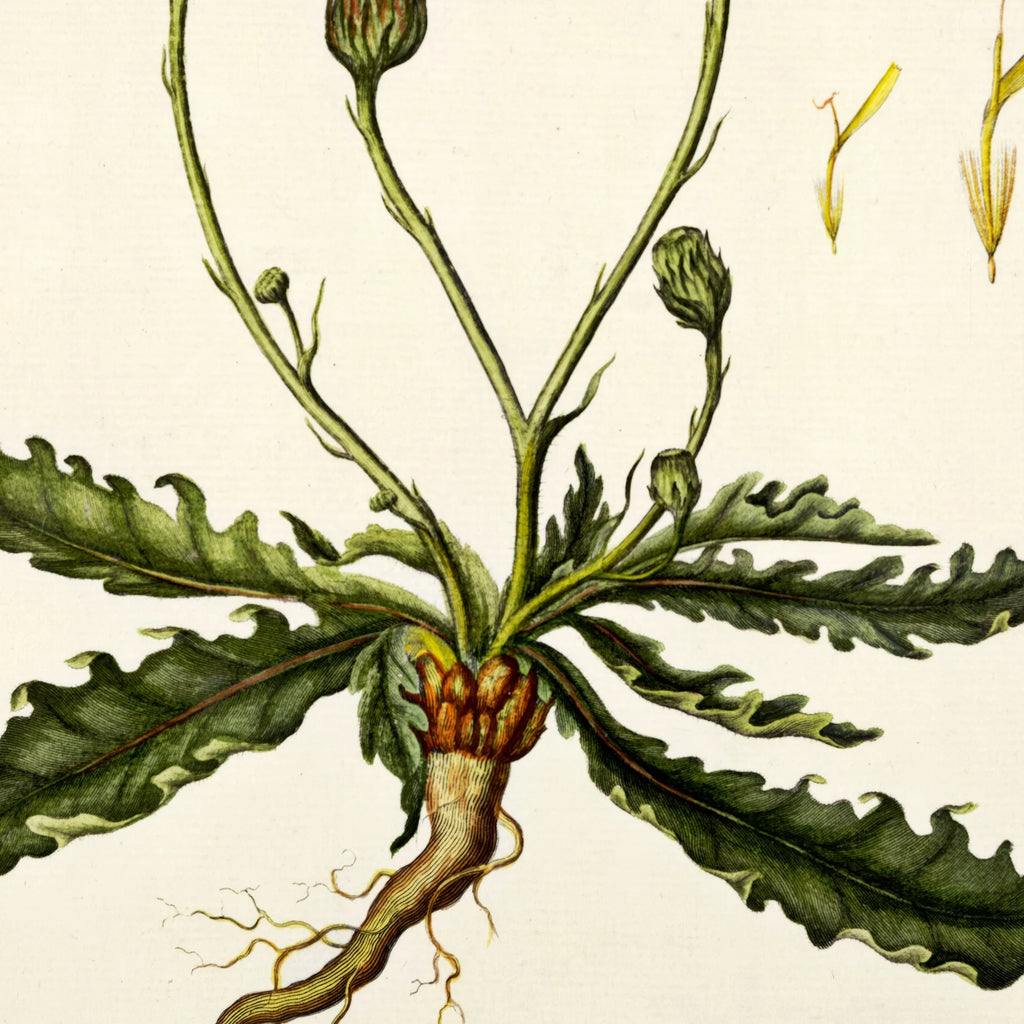 Kongepen Plettet 1787 - Flora Danica – billede 4