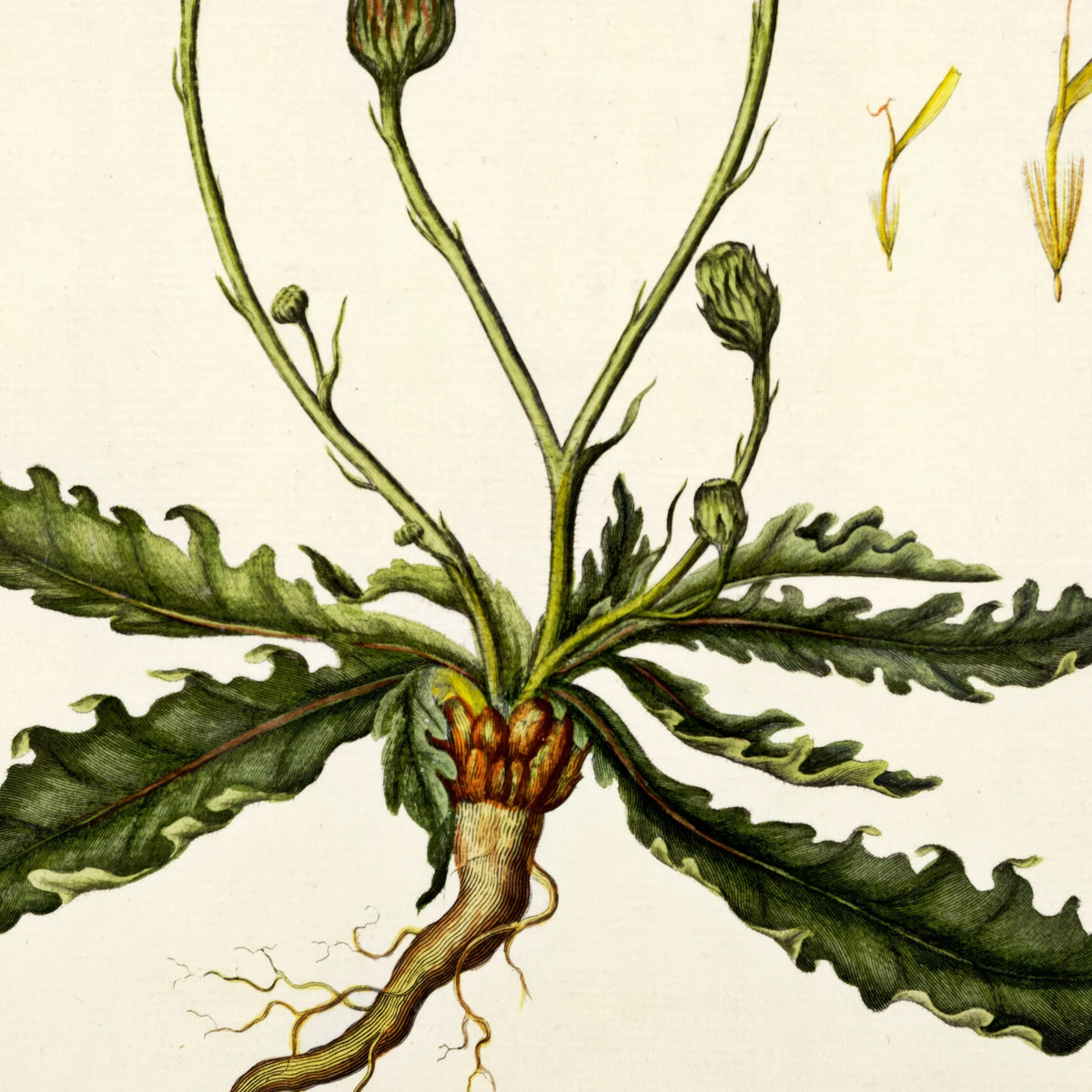 Kongepen Plettet 1787 - Flora Danica – billede 4