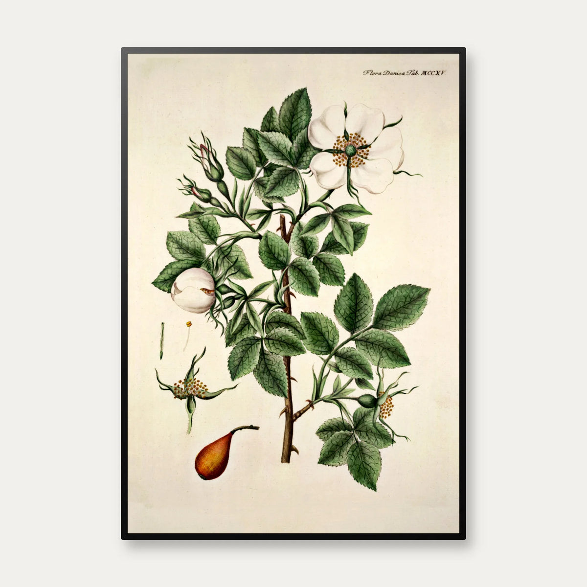 Rosa alba Vahl. 1799 - Flora Danica – billede 1