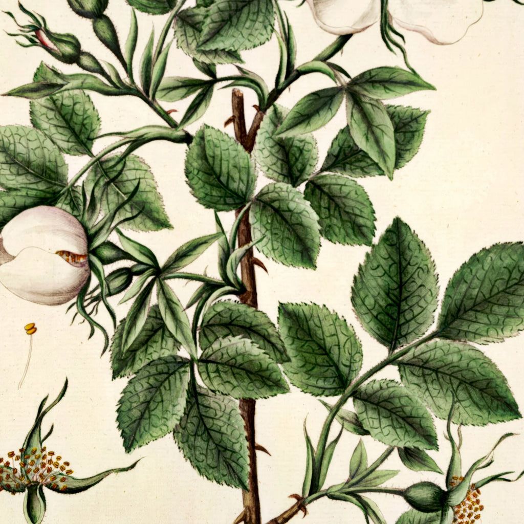 Rosa alba Vahl. 1799 - Flora Danica – billede 4