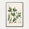 Mark-ærten 1883 - Flora Danica – billede 1