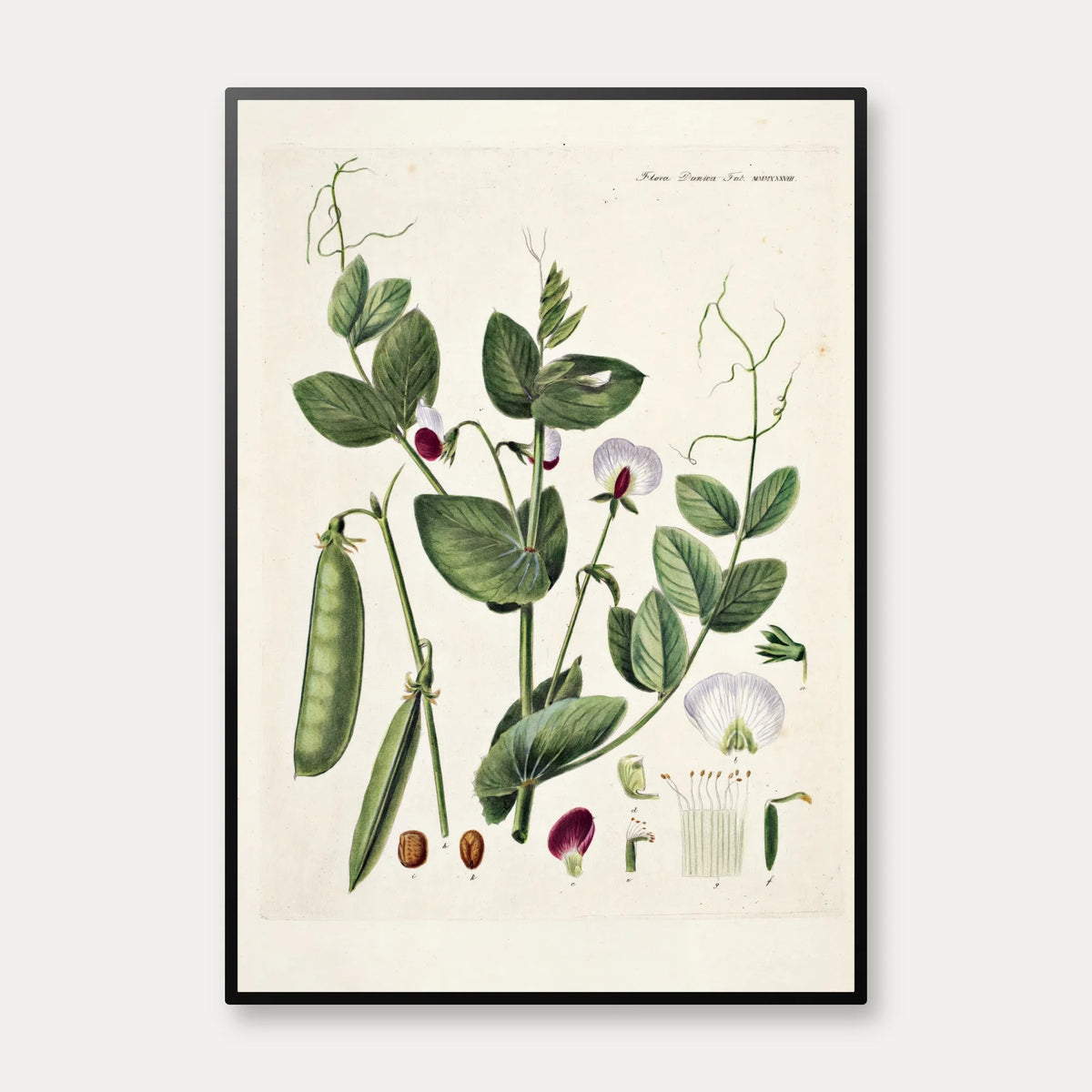 Mark-ærten 1883 - Flora Danica – billede 1