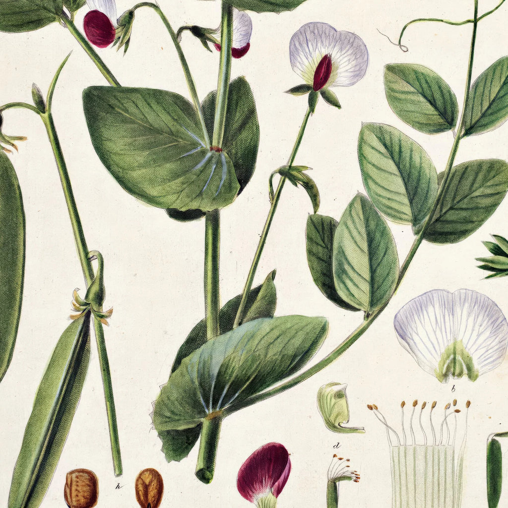 Mark-ærten 1883 - Flora Danica – billede 4
