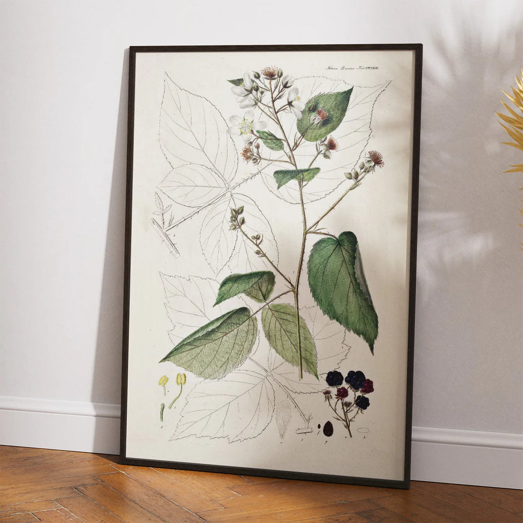 Brombær 1883 - Flora Danica – billede 2