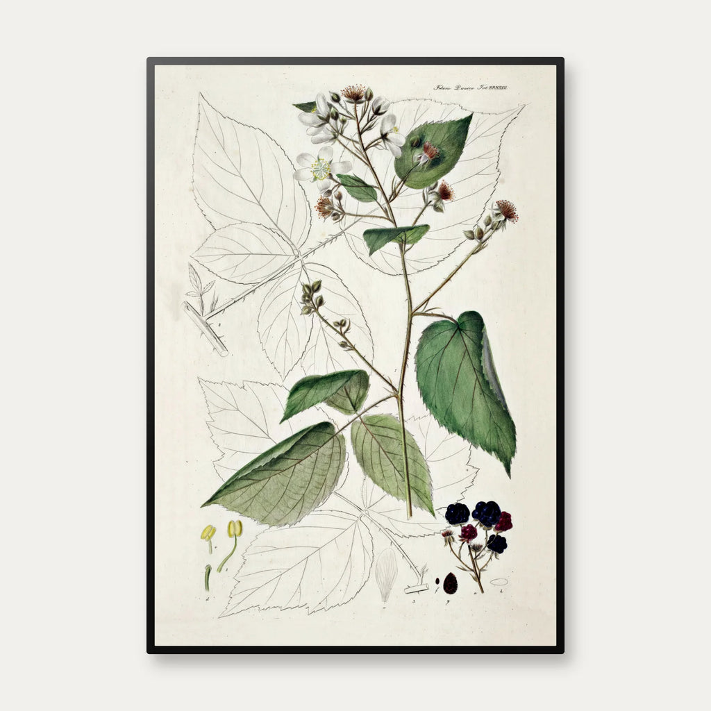 Brombær 1883 - Flora Danica – billede 1
