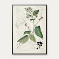 Brombær 1883 - Flora Danica – billede 1
