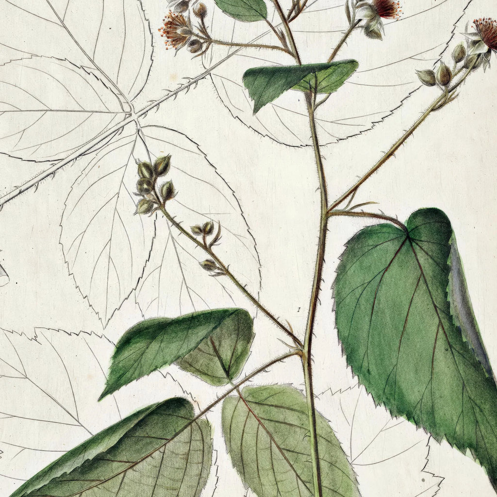 Brombær 1883 - Flora Danica – billede 4