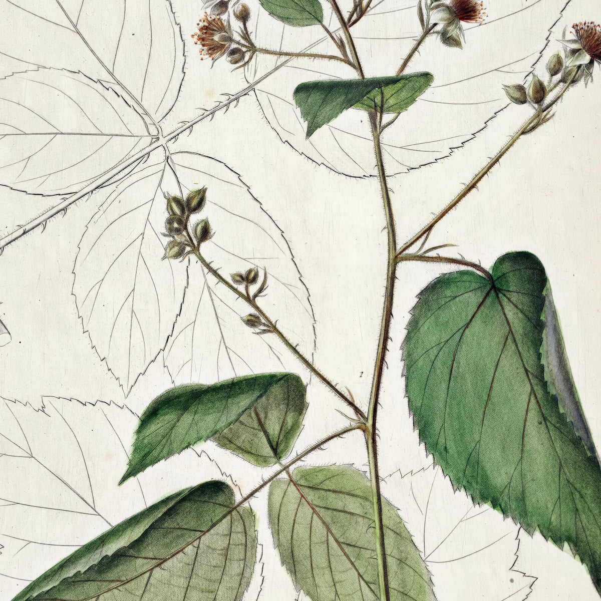 Brombær 1883 - Flora Danica – billede 4