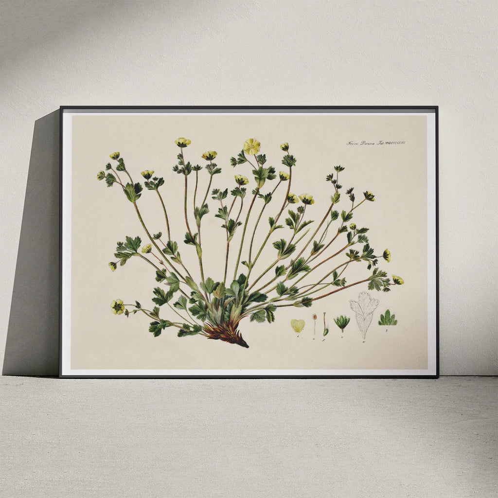 Potentilla Frieseana 1880 - Flora Danica – billede 3
