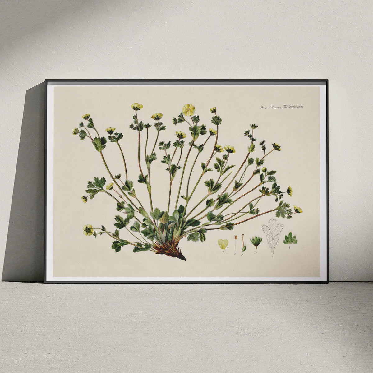Potentilla Frieseana 1880 - Flora Danica – billede 3