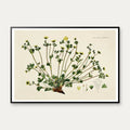 Potentilla Frieseana 1880 - Flora Danica – billede 1