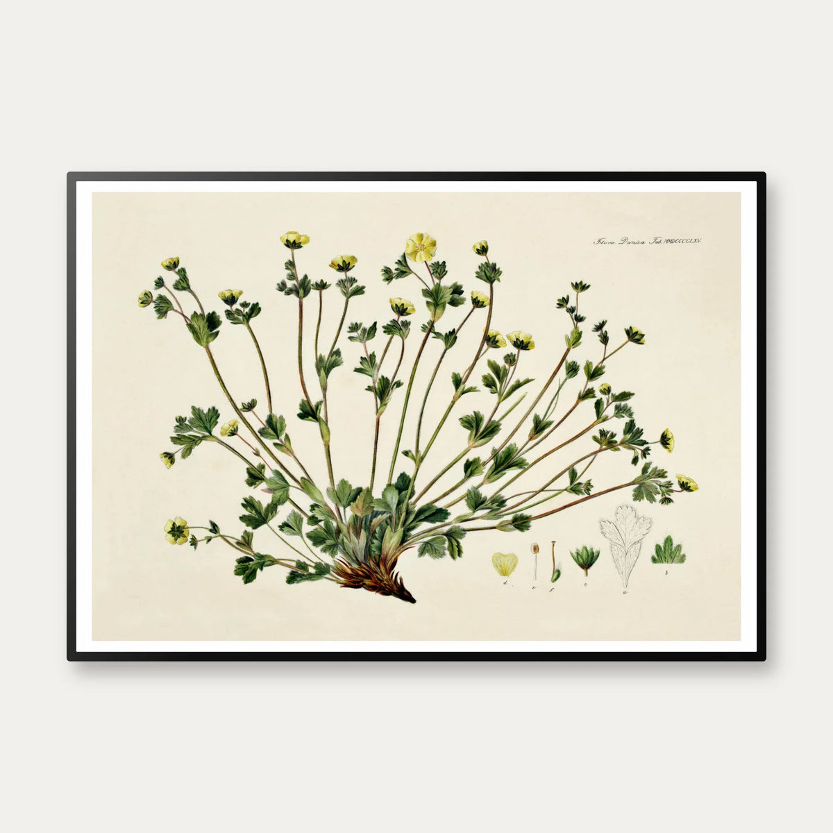 Potentilla Frieseana 1880 - Flora Danica – billede 1