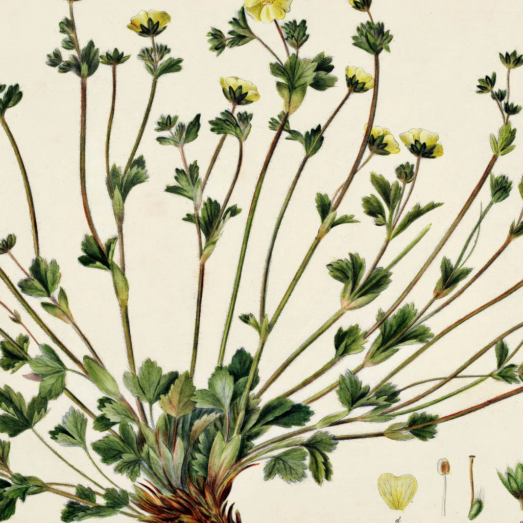 Potentilla Frieseana 1880 - Flora Danica – billede 4
