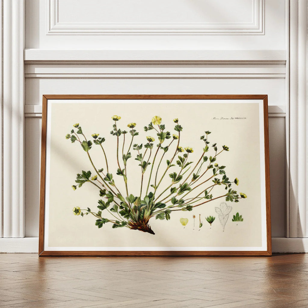 Potentilla Frieseana 1880 - Flora Danica – billede 2