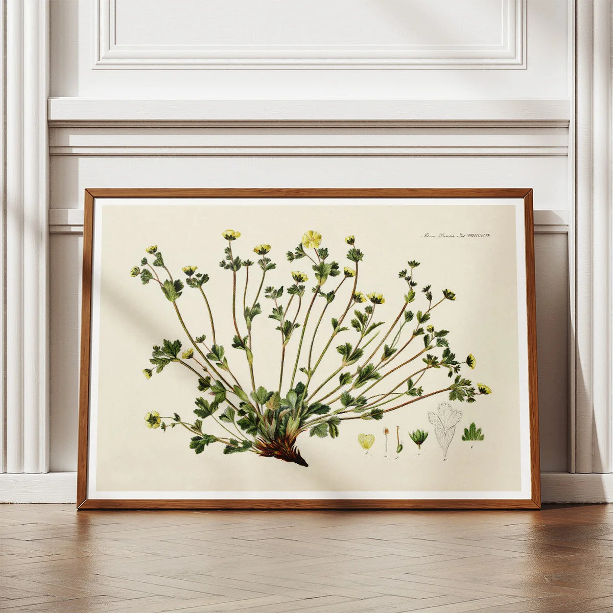 Potentilla Frieseana 1880 - Flora Danica – billede 2