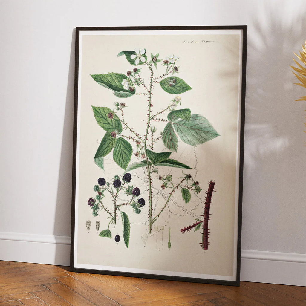 Brombær II 1877 - Flora Danica – billede 2