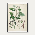 Brombær II 1877 - Flora Danica – billede 1
