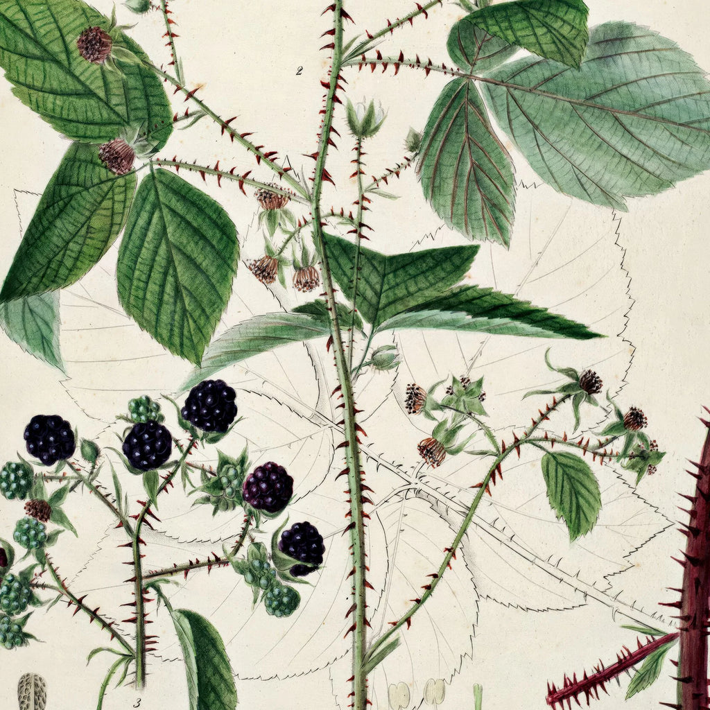 Brombær II 1877 - Flora Danica – billede 4