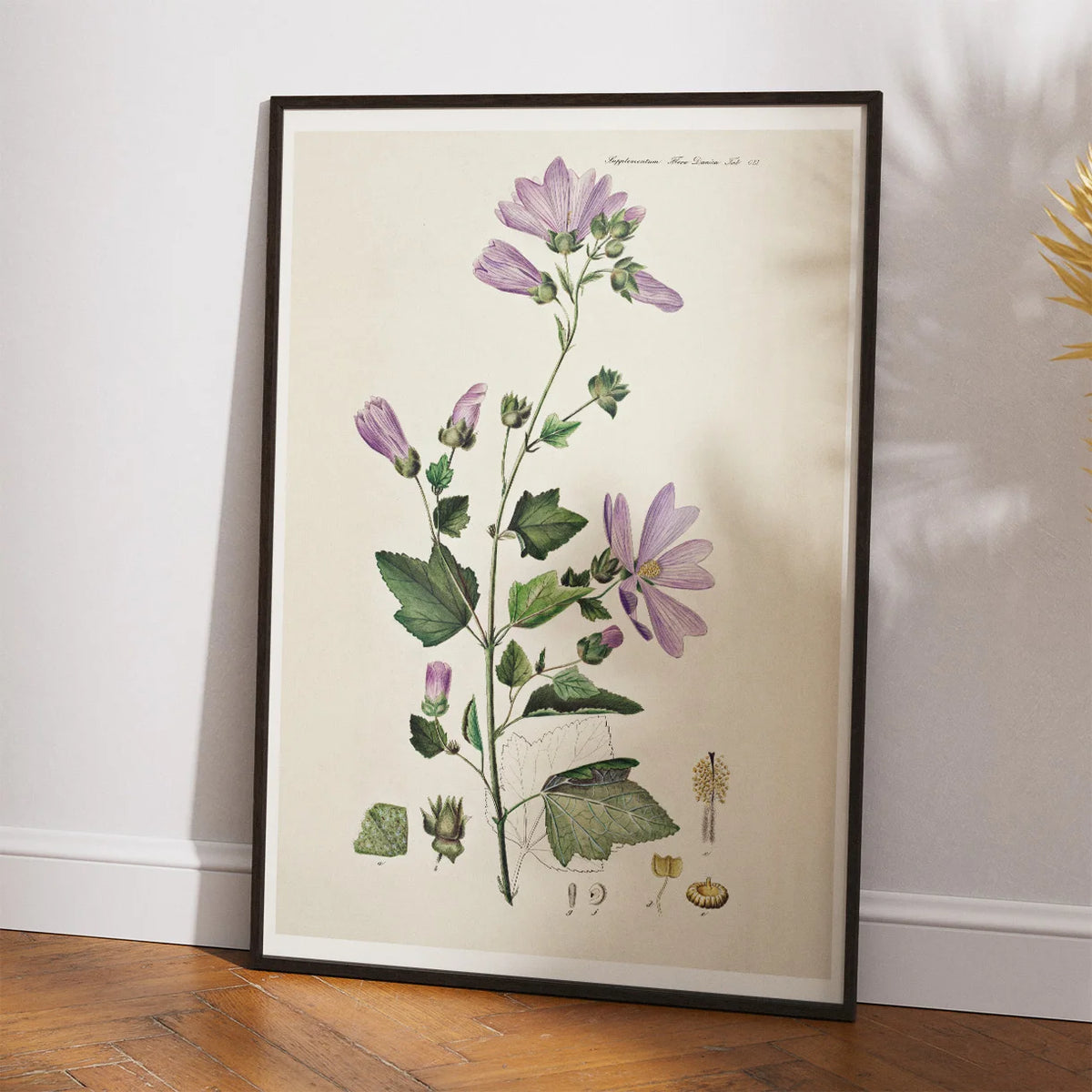 Poppelrose 1874 - Flora Danica – billede 2
